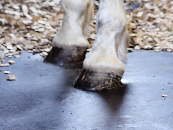 comfort bedding 567x428