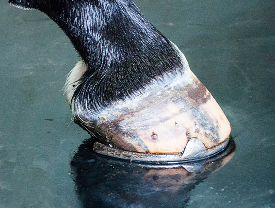 comfort hygienic 567x428