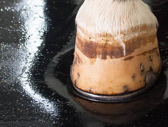 comfort soft 567x428