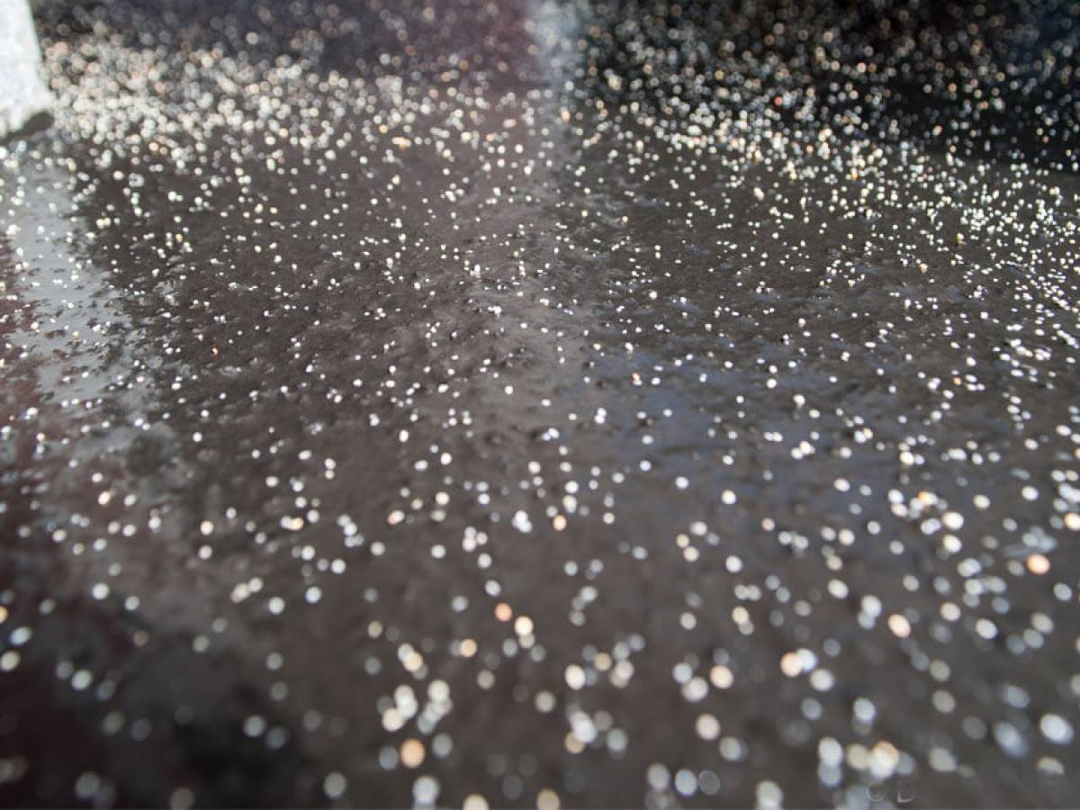 Hunde-Weltmeister vertraut auf Gummi-Estrich von Gröne