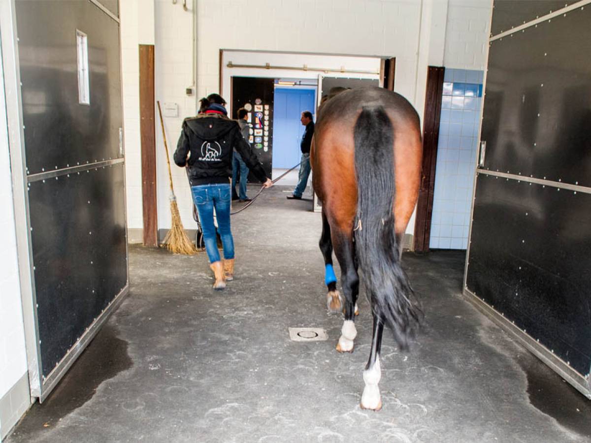 Lüsche veterinary clinic